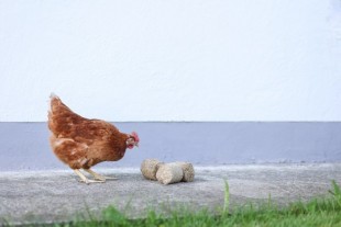 Špaldové brikety - hračka/podestýlka pro drůbež 24ks