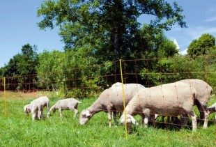 OVINET síť ohradníku pro ovce 90cm dvojitý hrot, 14 kolíků, 50m