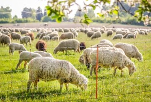 Síť ohradníku pro ovce/kozy TopLine 50m v.108cm/dvojitý hrot